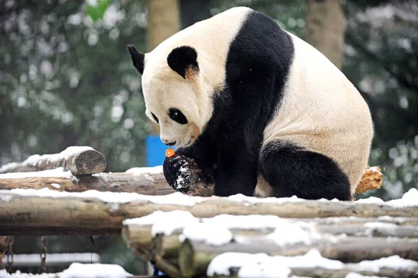 2012年12月26日 在中国中部湖北省武汉市武汉动物园 一只大熊猫在雪中吃胡萝卜 — 图库照片