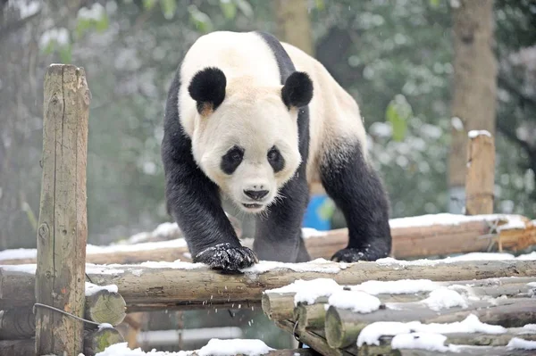 2012年12月26日 在中国中部湖北省武汉市武汉动物园 一只大熊猫走在一个被雪覆盖的展台上 — 图库照片