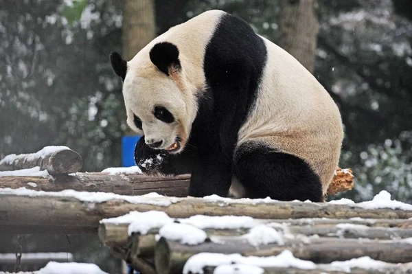 2012年12月26日 在中国中部湖北省武汉市武汉动物园 一只大熊猫在雪中吃胡萝卜 — 图库照片