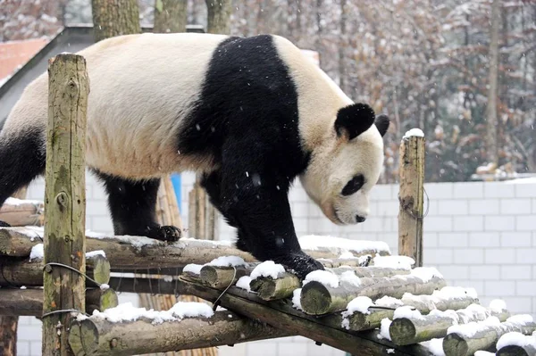 2012年12月26日 在中国中部湖北省武汉市武汉动物园 一只大熊猫走在一个被雪覆盖的展台上 — 图库照片