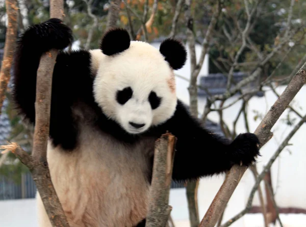 2011年1月21日 在中国东部安徽省黄山市秀宁生态公园 一只大熊猫在树上休息 — 图库照片
