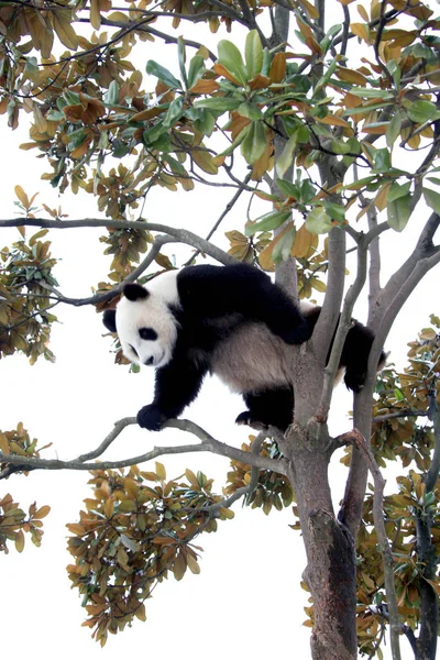 Panda Géant Joue Sur Arbre Parc Écologique Xiuning Dans Ville — Photo