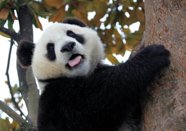 Гигантская Панда Покоится Дереве Экологическом Парке Сяньин Городе Хуаншань Провинция — стоковое фото