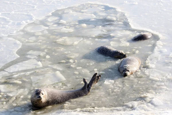 Harbor Seals Ses Strandsatta Isiga Sjö Dongpaotai Scenic Spot Yantai — Stockfoto