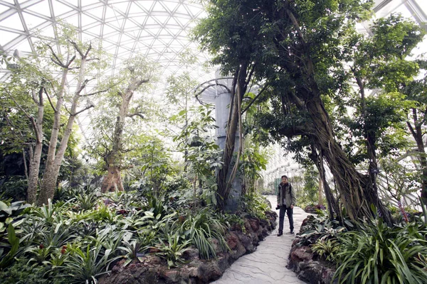 Visitor Enjoys Vast Greenery Chenshan Botanical Garden Shanghai China January — Stock Photo, Image