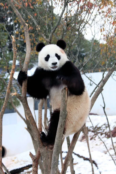 Ein Riesiger Panda Ruht Auf Einem Baum Xiuning Ökologischen Park — Stockfoto