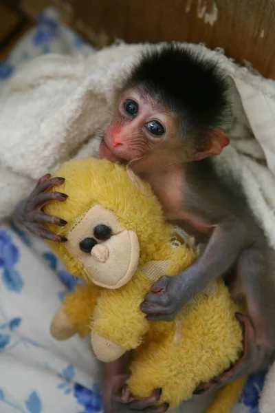 Egy Kis Mandrill Tart Játék Majom Ningbo Youngor Vagy Zoo — Stock Fotó