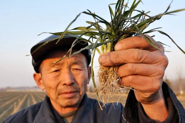 Ein Chinesischer Bauer Zeigt Weizensetzlinge Die Während Einer Dürre Seinem — Stockfoto