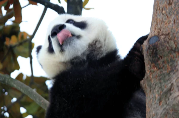 Obří Panda Opírá Strom Xiuning Ecological Park Chuang Šan Provincie — Stock fotografie