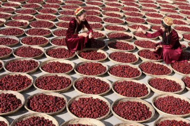 Young Chinese Uighur women dry jujube fruits, also called Chinese dates, at a jujube processing factory in Zepu county, Kashgar, northwest Chinas Xinjiang Uygur Autonomous Region, 21 October 2010 clipart