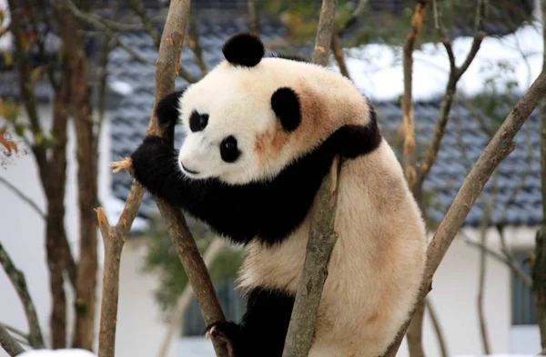 Γιγαντιαίο Panda Στηρίζεται Ένα Δέντρο Στο Xiuning Οικολογικό Πάρκο Στην — Φωτογραφία Αρχείου