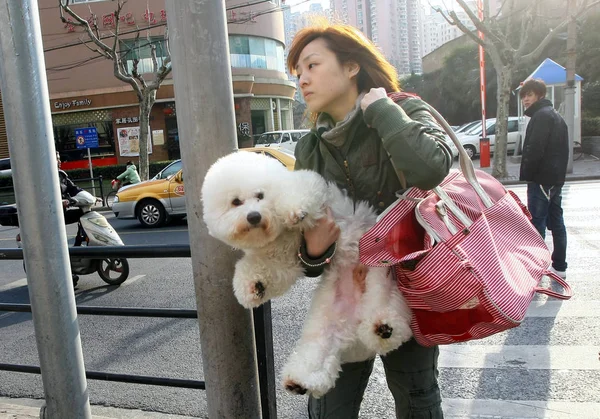 Молодая Китаянка Держащая Свою Собаку Ходит Улице Шанхае Китай Февраля — стоковое фото