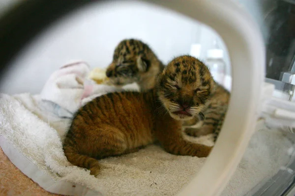 Dos Ligeros Recién Nacidos Mantienen Incubadora Zoológico Ningbo Youngor Ciudad —  Fotos de Stock
