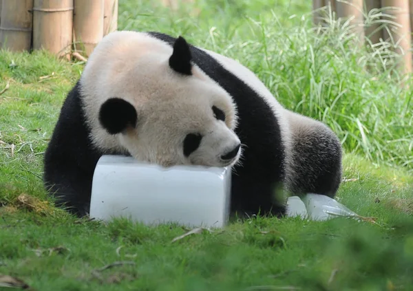 Bir Panda Chengdu Panda Üssü Nde Bir Buz Küpü Üzerinde — Stok fotoğraf