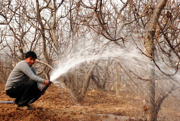 Ein Chinesischer Bauer Bewässert Seine Kirschplantage Während Einer Dürre Dorf — Stockfoto
