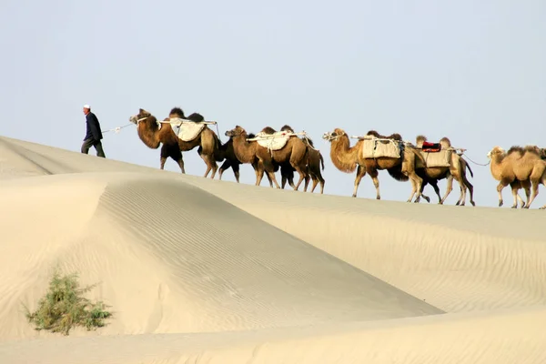 Camellos Caminan Desierto Taklamakan También Conocido Como Taklimakan Teklimakan Cuenca — Foto de Stock