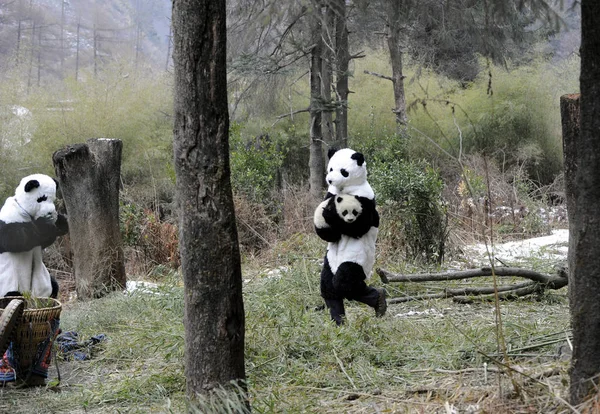 Investigador Chino Vestido Con Trajes Panda Sostiene Cachorro Panda Antes — Foto de Stock
