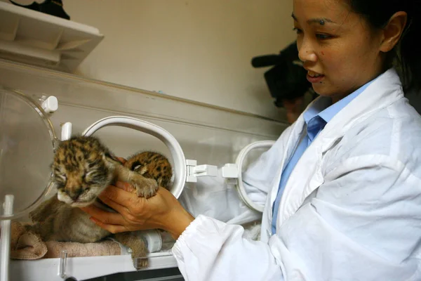 Uma Raiser Chinesa Atende Dois Ligers Recém Nascidos Mantidos Incubadora — Fotografia de Stock