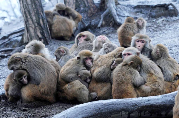 Macacos Selvagens Sentam Juntos Para Aquecer Parque Qianlingshan Onda Fria — Fotografia de Stock