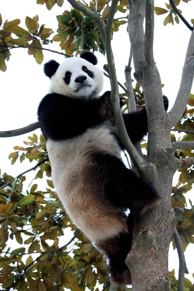 Giant Panda Plays Tree Xiuning Ecological Park Huangshan City East — Stock Photo, Image