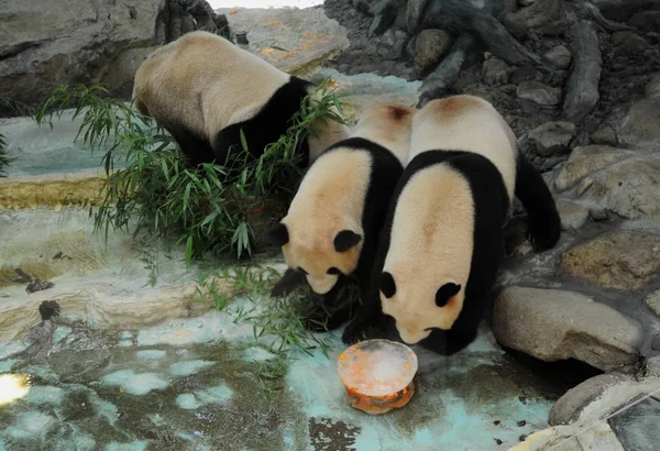 Panda Huanhuan Taotao Fuwa Comparten Pastel Cumpleaños Una Sala Exposiciones —  Fotos de Stock