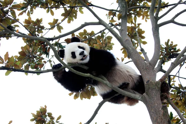 Panda Géant Repose Sur Arbre Parc Écologique Xiuning Dans Ville — Photo