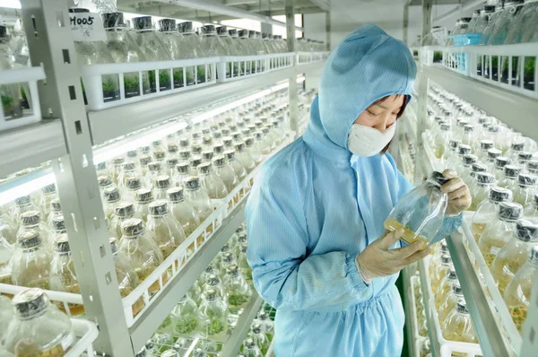Investigador Chino Comprueba Crecimiento Plántulas Clonadas Phalaenopsis Invernadero Sin Gérmenes — Foto de Stock