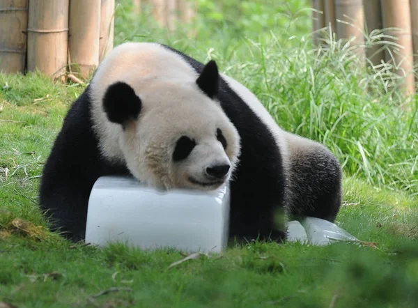 Panda Odpočívá Ledové Kostce Chengdu Panda Base Jihozápadě Chinas Sichuan — Stock fotografie