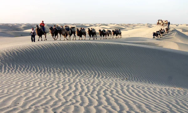 Camellos Caminan Desierto Taklamakan También Conocido Como Taklimakan Teklimakan Cuenca — Foto de Stock