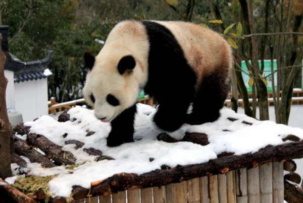 2011年1月21日 在中国东部安徽省黄山市秀宁生态公园看到一只大熊猫 — 图库照片