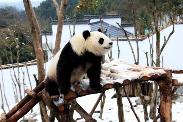 2011年1月21日 在中国东部安徽省黄山市秀宁生态公园看到一只大熊猫 — 图库照片