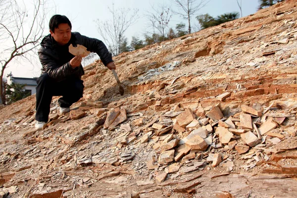 Chinese Paleontologist Checks Plant Fossil Xiuning County Huangshan City East — Stock Photo, Image