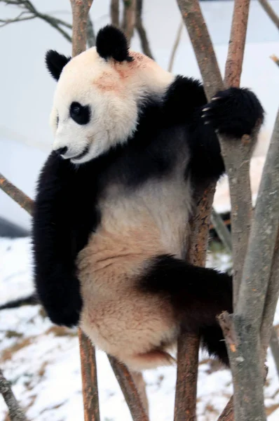 2011年1月21日 在中国东部安徽省黄山市秀宁生态公园 一只大熊猫在树上休息 — 图库照片