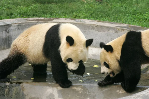 Pandas Cooling Jinbao Amusement Park Weifang East Chinas Shandong Province — Stock Photo, Image