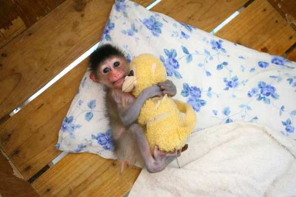Pequeno Mandril Mantém Macaco Brinquedo Zoológico Ningbo Youngor Ningbo Leste — Fotografia de Stock