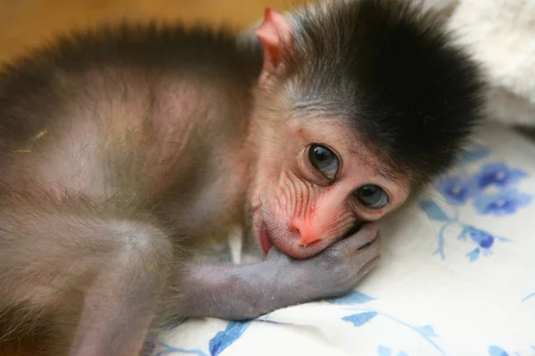 Pequeno Mandril Chupa Seu Dedo Zoológico Ningbo Youngor Ningbo Leste — Fotografia de Stock