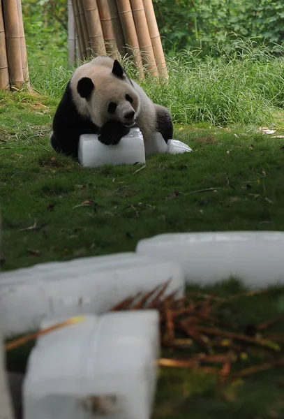 Egy Panda Van Pihenés Egy Jég Kocka Chengdu Panda Alap — Stock Fotó