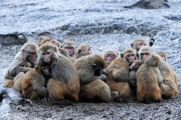 Macacos Selvagens Sentam Juntos Para Aquecer Parque Qianlingshan Onda Fria — Fotografia de Stock