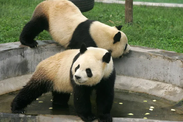 2011年8月10日 中国东部山东省魏坊市金宝游乐园的熊猫正在降温 — 图库照片