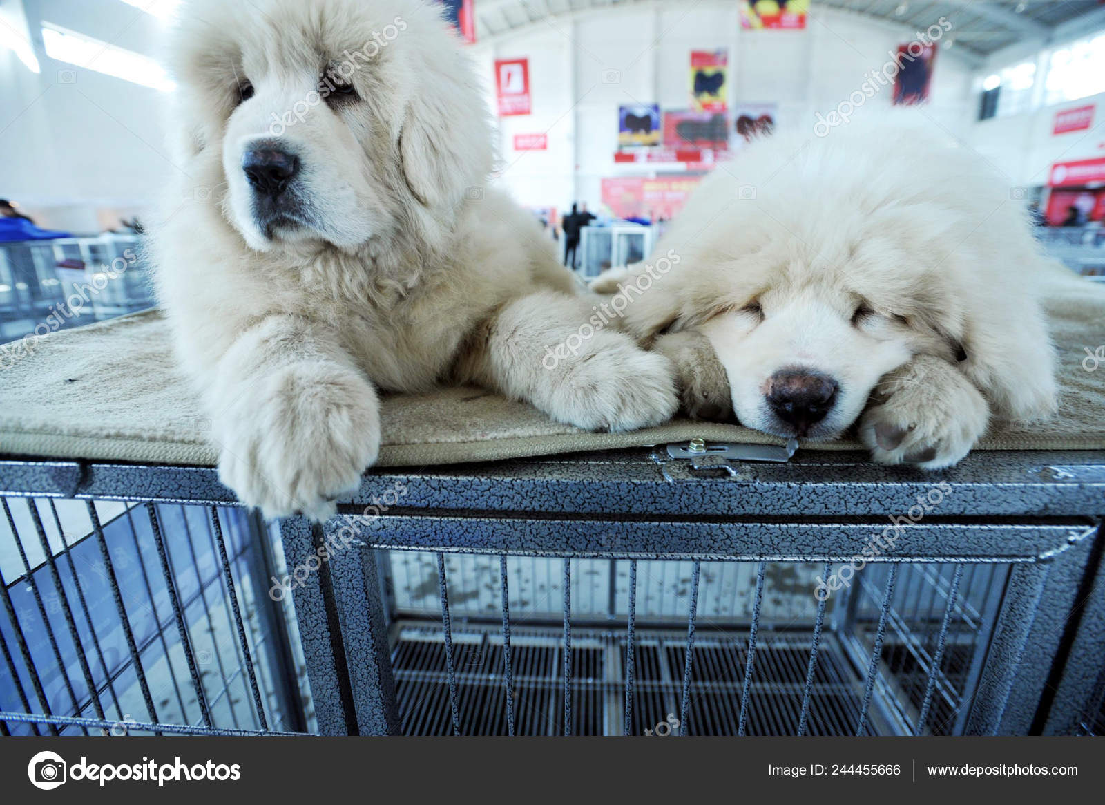 Tibetan Mastiff Dog White Giant Dog Full Grown White Giant Tibetan