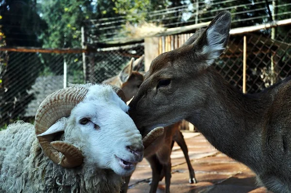 Mouton Cheveux Longs Contact Étroit Avec Cerf Chunzi Parc Animalier — Photo
