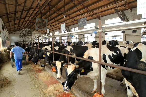 Trabalhador Alimenta Vacas Uma Fazenda Grupo Yili Leste Província Chinas — Fotografia de Stock