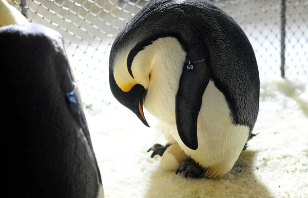 Uma Mãe Imperador Pinguim Eclode Seu Ovo Cuja Concha Foi — Fotografia de Stock