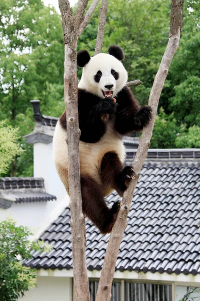Panda Balances Fork Tree Ecological Park Xiuning East Chinas Anhui — Photo