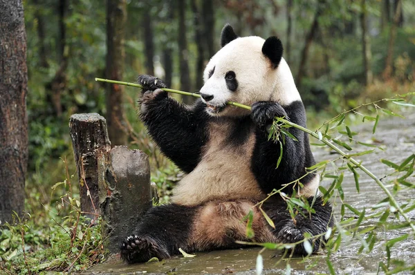 Der Männliche Riesenpanda Yang Guang Oder Sonnenschein Frisst Bambus Yaan — Stockfoto