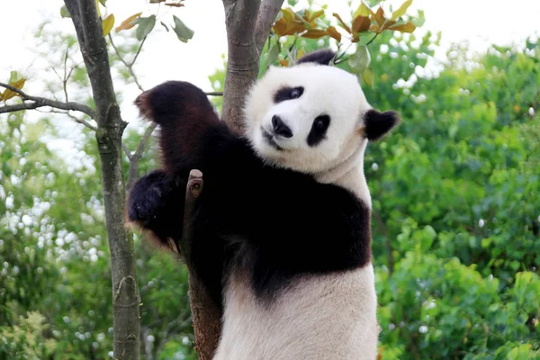 A panda climbs a tree at an ecological park for giant pandas in Xiuning county, east Chinas Anhui province, 13 June 2011