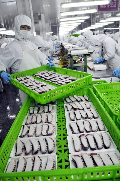 Los Trabajadores Procesan Pulpos Congelados Para Ser Exportados Japón Fábrica — Foto de Stock