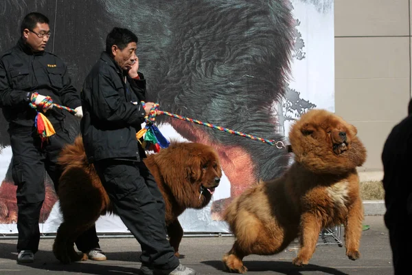 Trabajadores Chinos Caminan Mastines Tibetanos Durante Espectáculo Mastines Ciudad Shenyang —  Fotos de Stock