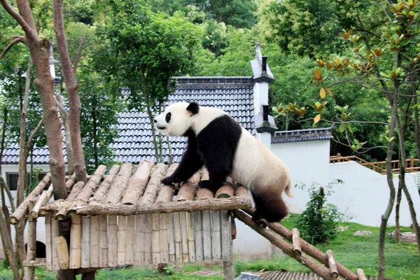 Panda Joue Après Des Jours Fortes Pluies Dans Parc Écologique — Photo