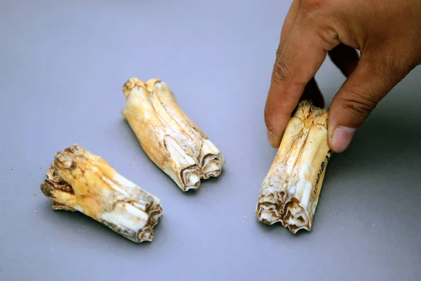 Dentes Fossilizados Dos Homens Das Cavernas São Escavados Caverna Idade — Fotografia de Stock